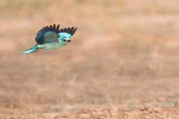 European Roller, Coracias garrulus