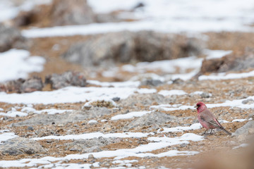 Great Rosefinch, Carpodacus rubicilla