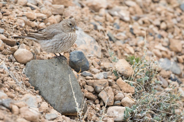 Great Rosefinch, Carpodacus rubicilla