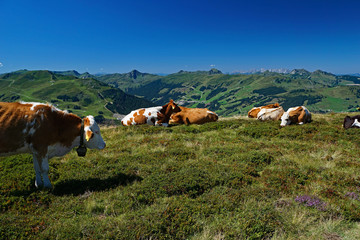 Fototapeta na wymiar Kühe auf der Alm vor der Kulisse der österreichischen Alpen
