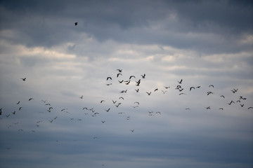 gabbiani in volo