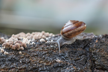 Snail are crawl on timber with small mushrooms that are wet water after rain with blurred background and bokeh.
