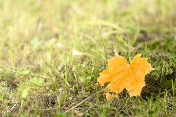 background with autumn maple leaf lying on the grass