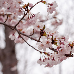 cherry blossom in spring at sakura festival at japan