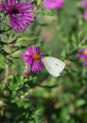 European Large Cabbage White butterfly (Pieris brassicae) feeding on aromatic aster flower (Symphyotrichum oblongifolium), autumn blossom