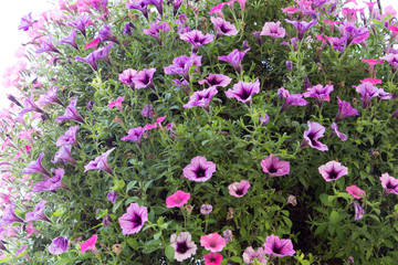 Obraz premium Potted Purple Petunias. Large petunia plant in full bloom with a variety of pink, purple and lilac flowers.