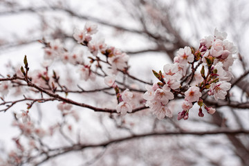 Obraz premium cherry blossom in spring at sakura festival at japan