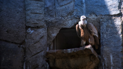 Fototapeta na wymiar The griffon vulture (Gyps fulvus) is a large Old World vulture breed in the ZOO