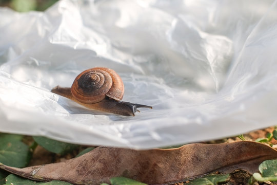 Small Snail Crawl In Garbage From Plastic Bags That Are Thrown Away On The Ground Green Grass Which Is A Problem And Pollution To The Environment.