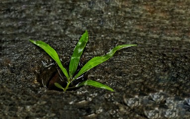 Leaf enjoying its world