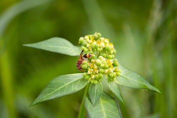The scenery of flowers, grass and wasps eating a dew
