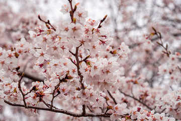 cherry blossom in spring at sakura festival at japan