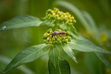 The scenery of flowers, grass and wasps eating a dew
