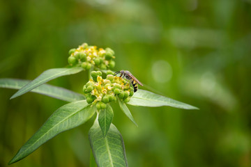 The scenery of flowers, grass and wasps eating a dew