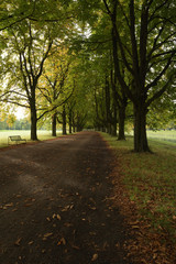 Kastanienallee am Decksteiner Weiher