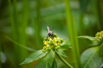 The scenery of flowers, grass and wasps eating a dew