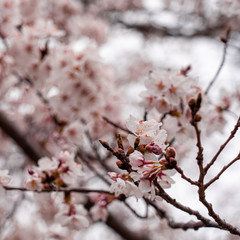cherry blossom in spring at sakura festival at japan