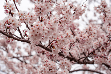 cherry blossom in spring at sakura festival at japan