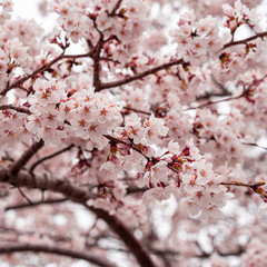 cherry blossom in spring at sakura festival at japan