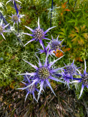 Sea Holly flowers in summer