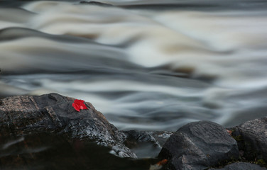 Red maple leaf on rocks in front of flowing water