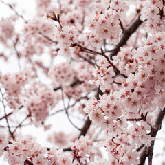 Obraz premium cherry blossom in spring at sakura festival at japan