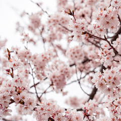 cherry blossom in spring at sakura festival at japan