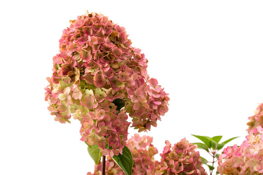 Rispenhortensie Hydrangea paniculata im Herbst