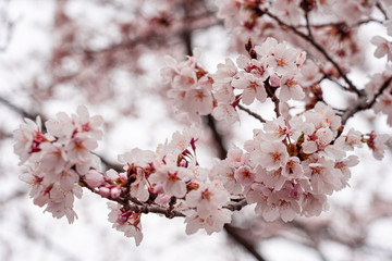 cherry blossom in spring at sakura festival at japan