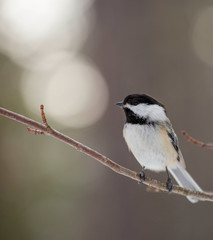 Black-capped chickadee on branch