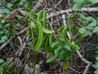 Green and young carob fruits. Healthy eating