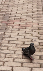 pigeon on paving stones