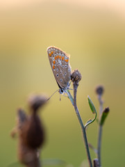 Common blue butterfly (Polyommatus icarus)female