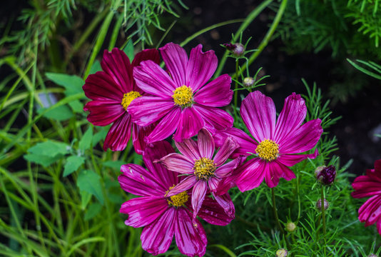 Beautiful burgundy cosmea flowers blossomed in the city garden.