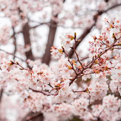 cherry blossom in spring at sakura festival at japan