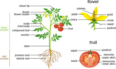 Parts of plant. Morphology of tomato plant with green leaves, red fruits, yellow flowers and root system isolated on white background with titles