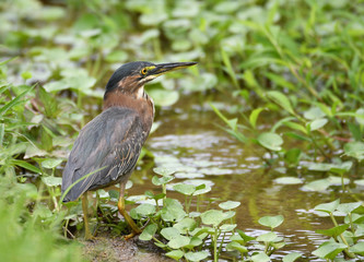  Green Heron (Butorides virescens)