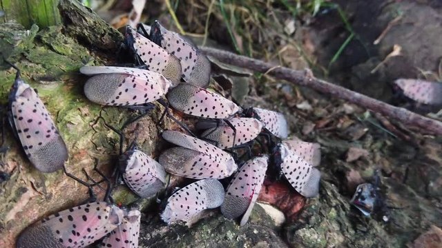 Close-up of large swarm of spotted lanternflies on tree, red wings spread