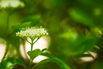 White Umbel Flower Head