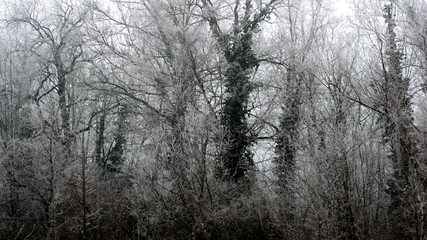 Fototapeta na wymiar Arbres gelés dans la brume