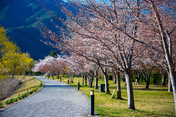 cherry blossom in spring at sakura festival at japan