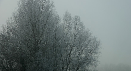 Arbres gelés dans la brume