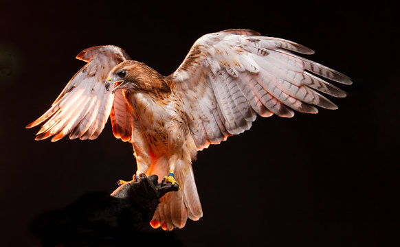 Birds of Prey - Red Tailed Buzzard / Hawk