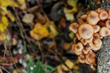 a group of honey agarics in the forest. honey mushrooms with space for text