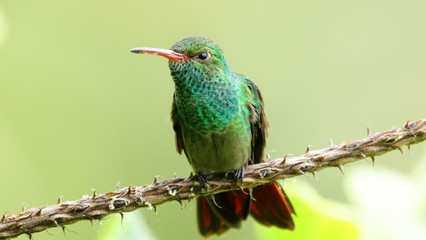 A curious Rufous-tailed Hummingbird