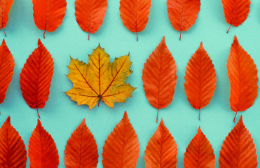 autumn leaves on a blue background, one leaf is different from the others - abstract vision be...