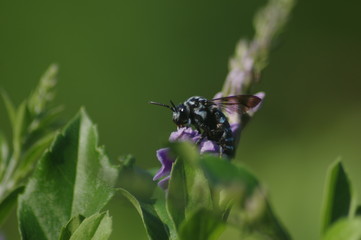デュランタとルリモンハナバチ