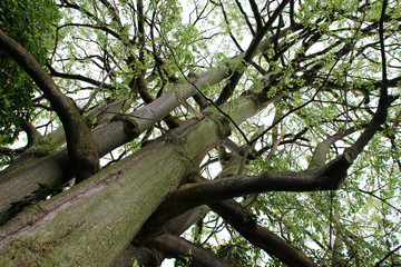Fototapeta premium trees in the hill park in sinagpore 