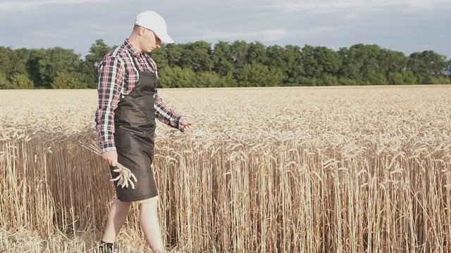 Agronomist walking on a wheat field