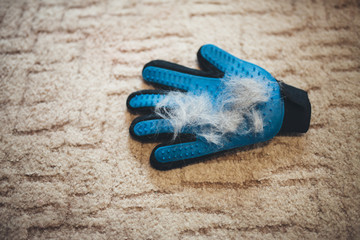 Fototapeta na wymiar Grooming glove use to cleaning cat . White hair cat or dog loss on grooming gloves. Animal health care concept.